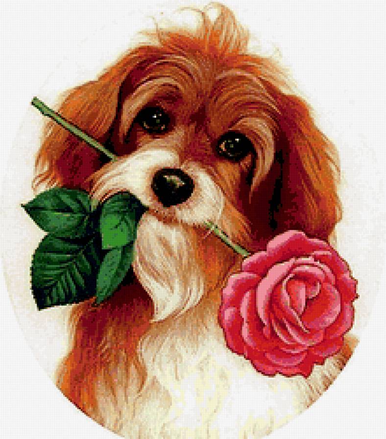 Собачка с розой - животные, собачка, роза, цветок - предпросмотр