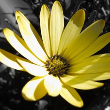 Схема вышивки «Flower»