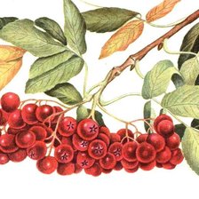 Схема вышивки «Веточка рябины»