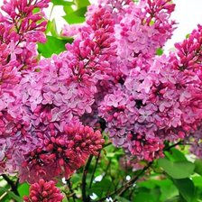 Схема вышивки «№296563»