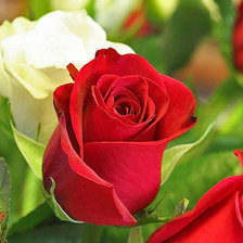 Схема вышивки «№296570»