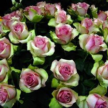 Схема вышивки «№296580»