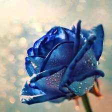 Схема вышивки «роза»