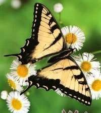 Схема вышивки «серия "бабочки"»