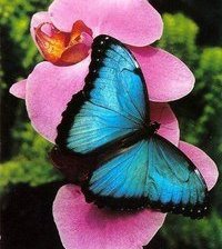 Схема вышивки «серия "бабочки"»