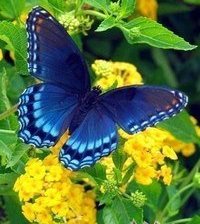 Схема вышивки «серия "бабочки"»