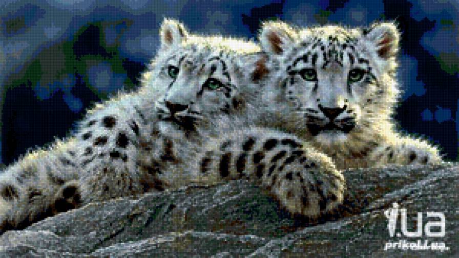 дикие кошки - дикие кошки - предпросмотр