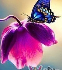 Схема вышивки «серия "бабочки"»