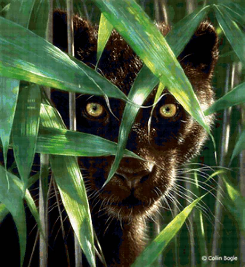 пантера - дикие кошки - предпросмотр