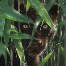 Схема вышивки «пантера»