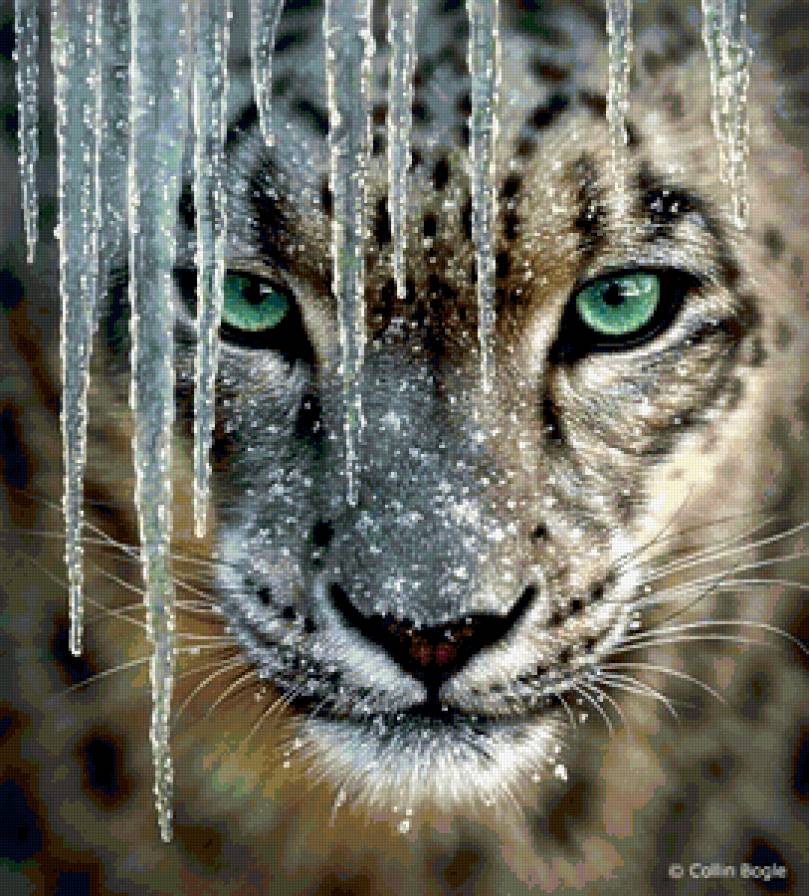 дикие кошки - дикие кошки - предпросмотр