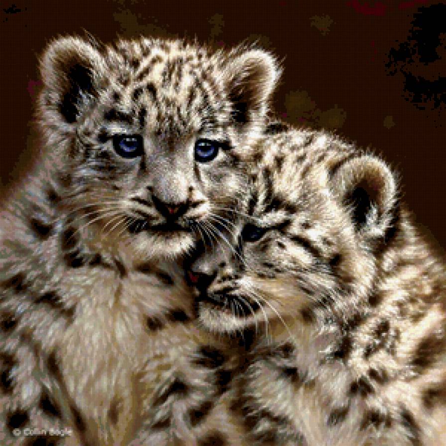 дикие кошки - дикие кошки - предпросмотр