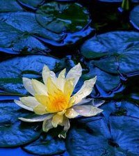 Схема вышивки «лотос»