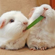 Схема вышивки «хомячки»