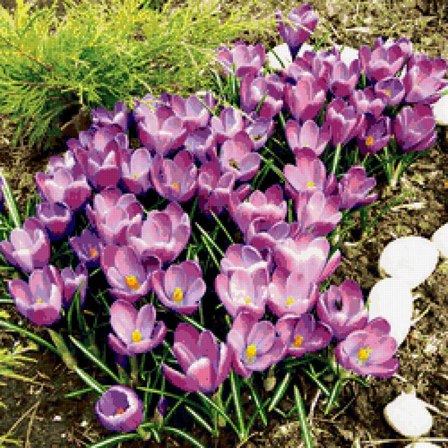 весна - цветы, весна, крокусы, проталина - предпросмотр