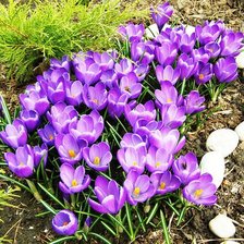 Схема вышивки «весна»