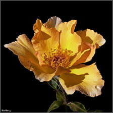 Схема вышивки «№296916»