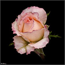 Схема вышивки «№296921»