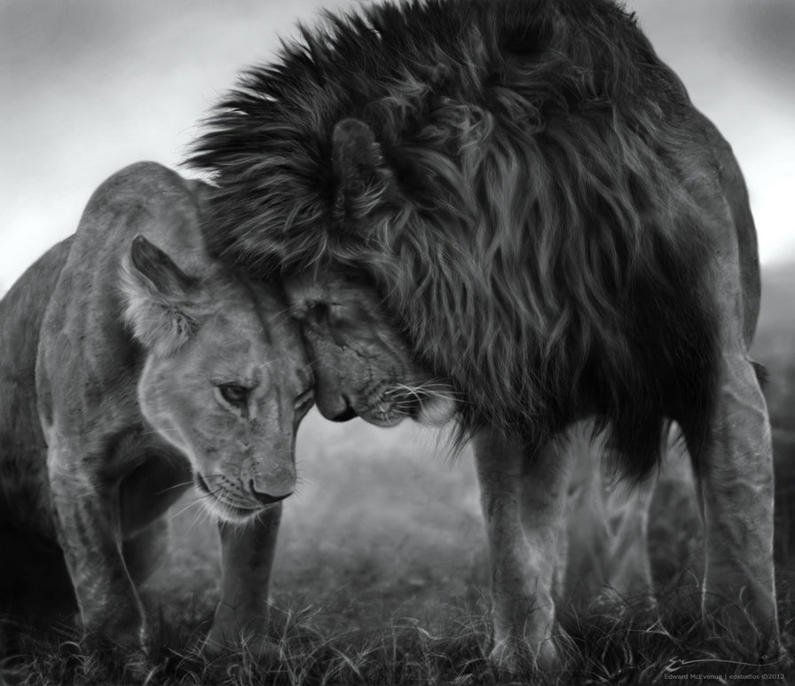 пара львов - львы, любовь - оригинал