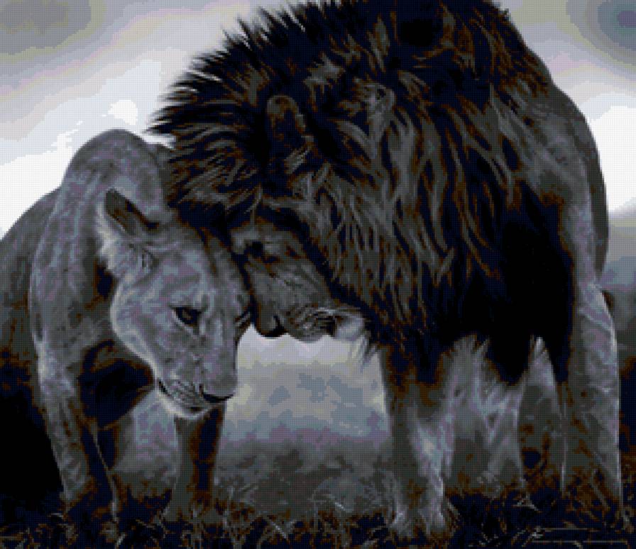 пара львов - любовь, львы - предпросмотр