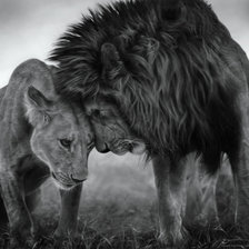 Схема вышивки «пара львов»