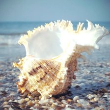 Схема вышивки «Ракушка»