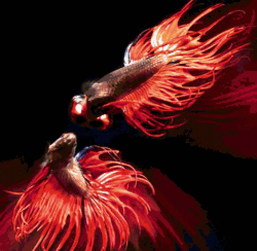 огненые рыбки - рыбки - предпросмотр