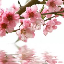 Схема вышивки «Веточка сакуры»