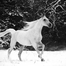 Схема вышивки «серия "животные"»