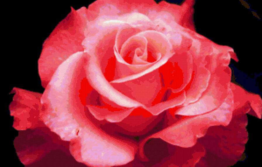 роза - роза, квіти - предпросмотр