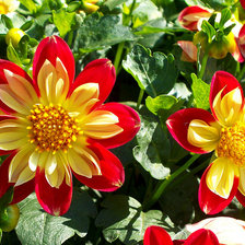 Схема вышивки «цветы»