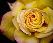 Схема вышивки «роза»