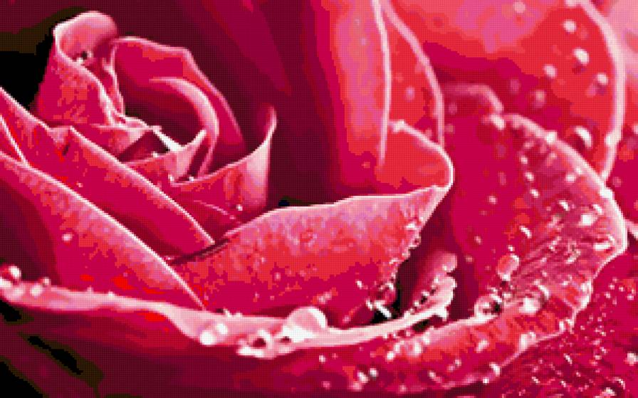 роза - роза, квіти - предпросмотр