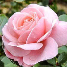 Схема вышивки «роза»