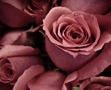 Схема вышивки «роза»