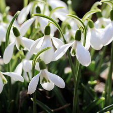 Схема вышивки «Подснежник»