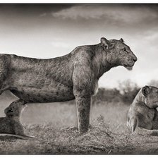 Схема вышивки «прайд»