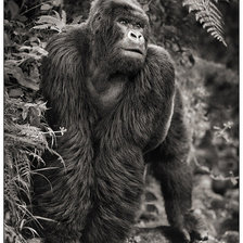 Схема вышивки «горилла»