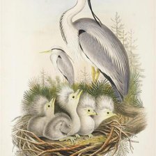 Схема вышивки «птицы»