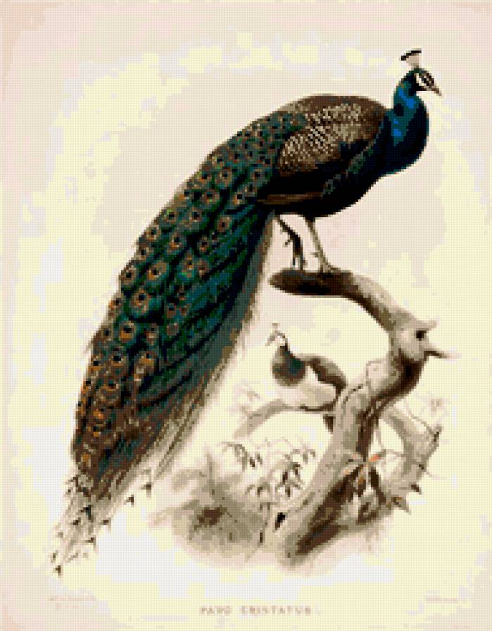 птицы - птицы, павлин - предпросмотр