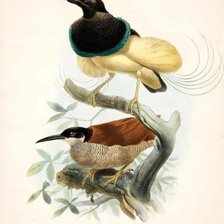 Схема вышивки «птицы»