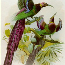 Схема вышивки «птицы»