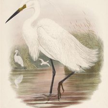 Схема вышивки «птицы»