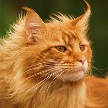 Схема вышивки «рыжик»