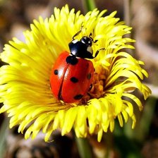 Схема вышивки «божья коровка»