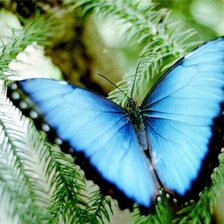 Схема вышивки «бабочка»