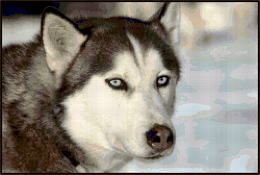 голубоглазый хаски - хаски, собаки - предпросмотр