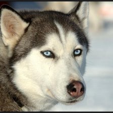 голубоглазый хаски