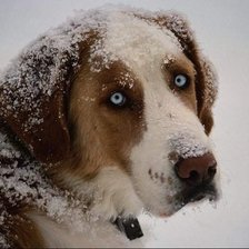 Схема вышивки «в снегу»