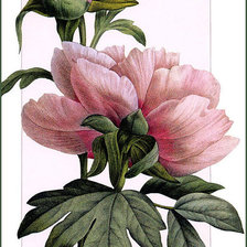 Схема вышивки «пион»